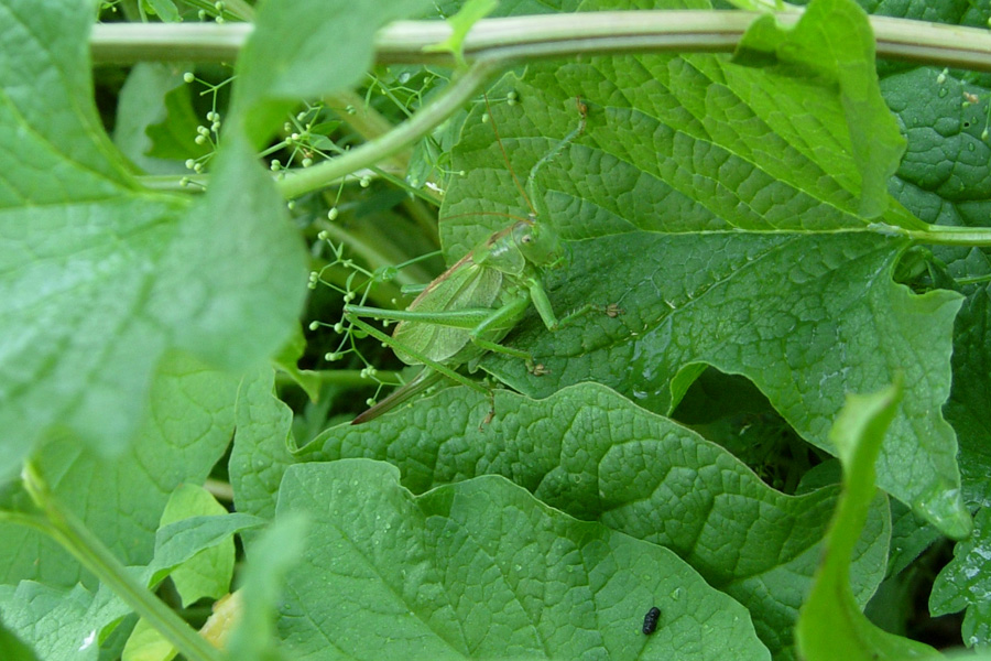 Decticus verrucivorus e Tettigonia cantans